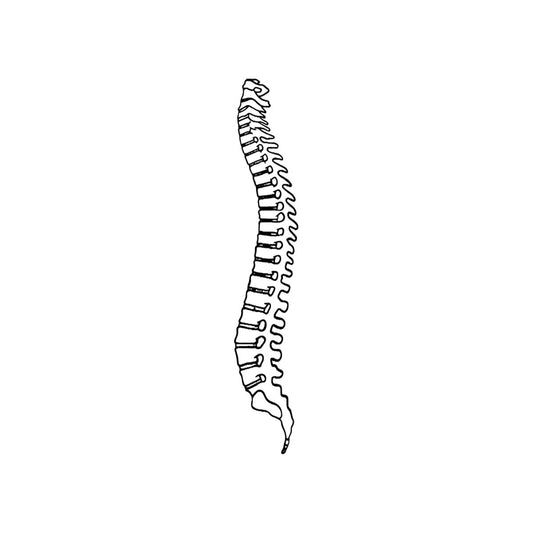 Spine Wall Art | Metal Wall Art Drawing | Chiropractic Wall Art | Spine Lateral View