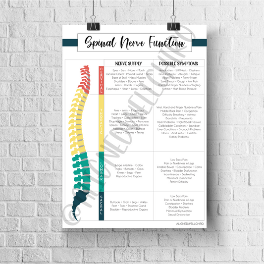 Spinal Nerve Function | Chiropractic Wall Art | Chiropractic Art | Chiropractic Office Decor | Chiropractic Poster